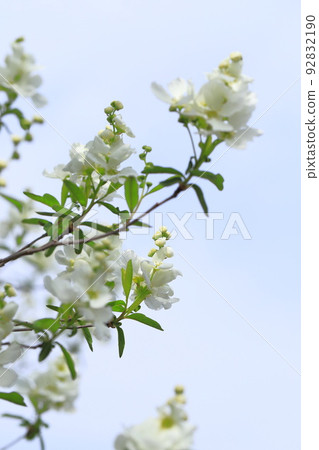 純白的琉球花蕾 純白的琉球花蕾 92832190