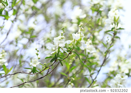 Pure white Rikyubai flowers and buds 92832202