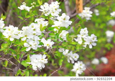 Pure white Rikyubai flowers and buds Pure white Rikyubai flowers and buds 92832204