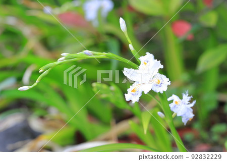 Flowers of Shaga 92832229