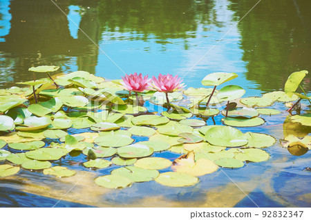 Water lily Water lily 92832347