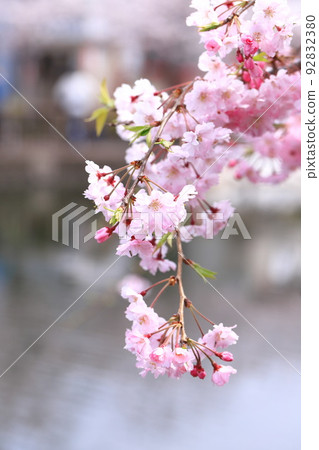 Weeping cherry tree in full bloom Weeping cherry tree in full bloom 92832380