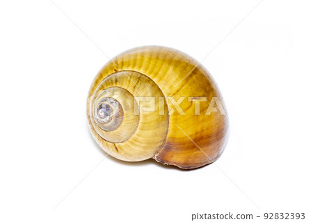 Image of brown spiral sea shell on a white background. Undersea Animals. Sea shells. 92832393
