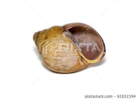 Image of brown spiral sea shell on a white background. Undersea Animals. Sea shells. 92832394