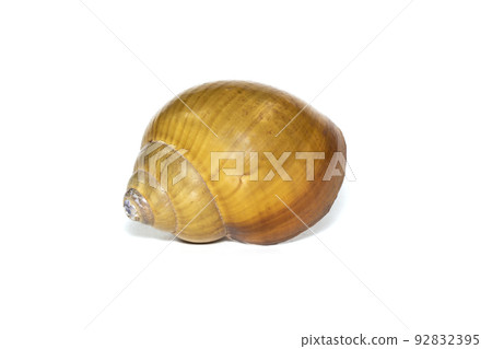 Image of brown spiral sea shell on a white background. Undersea Animals. Sea shells. Image of brown spiral sea shell on a white background. Undersea Animals. Sea shells. 92832395