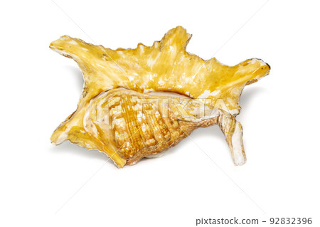 Image of lambis truncata sowerbyi sea shell on a white background. Sea shells. Undersea Animals. Image of lambis truncata sowerbyi sea shell on a white background. Sea shells. Undersea Animals. 92832396