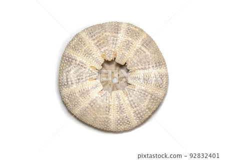 Image of Sea Urchin Shell on a white background. Sea shells. Undersea Animals. 92832401
