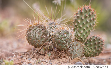 Cactus Plant in a desert. Close up. Spring Season. Cactus Plant in a desert. Close up. Spring Season. 92832541