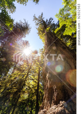 Lush Green Rain Forest in Pacific Northwest. MacMillan Provincial Park Lush Green Rain Forest in Pacific Northwest. MacMillan Provincial Park 92832563