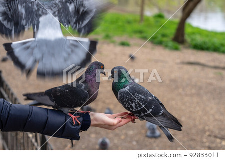 Feeding pigeons in the park. Woman feeds pigeons in London park Feeding pigeons in the park. Woman feeds pigeons in London park 92833011