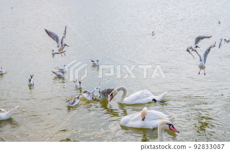 Flock of Seagulls, swims in the lake with wite swans. 92833087