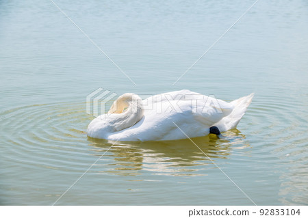 Graceful white Swan swimming in the lake, swans in the wild. Portrait of a white swan swimming on a lake. 92833104