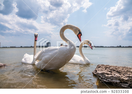 A large flock of graceful white swans swims in the lake., swans in the wild A large flock of graceful white swans swims in the lake., swans in the wild 92833108