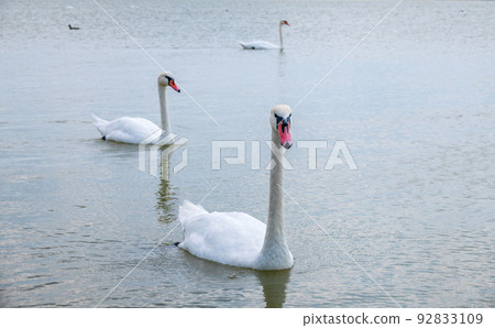 Two Graceful white Swans swimming in the lake, swans in the wild Two Graceful white Swans swimming in the lake, swans in the wild 92833109