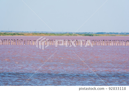 A beautiful salt lake with pink water. A beautiful salt lake with pink water. 92833118