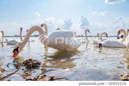 A large flock of graceful white swans swims in the lake., swans in the wild A large flock of graceful white swans swims in the lake., swans in the wild 92833119