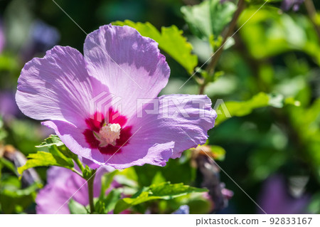 Pink flowers of Hibiscus moscheutos plant close-up. Hibiscus moscheutos, swamp hibiscus, 92833167