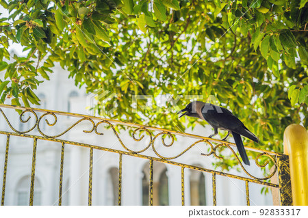 Crow on an iron yellow fence against the background of trees 92833317