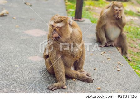 A macaca monkey, Khao Toh Sae Viewpoint on the Highest Hill in Phuket, Thailand 92833420