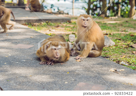 A macaca monkey, Khao Toh Sae Viewpoint on the Highest Hill in Phuket, Thailand 92833422