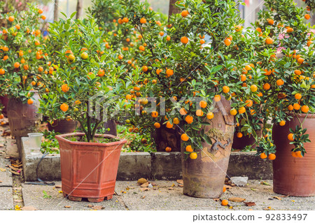 Close up Vibrant orange citrus fruits on a Kumquat tree in honor of the Vietnamese new year. Lunar new year flower market. Chinese New Year. Tet Close up Vibrant orange citrus fruits on a Kumquat tree in honor of the Vietnamese new year. Lunar new year flower market. Chinese New Year. Tet 92833497