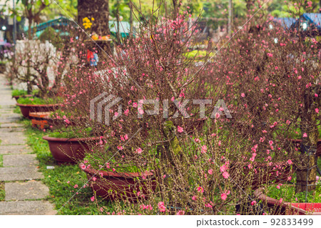 pink blooming trees in honor of the Vietnamese new year. Lunar new year flower market. Chinese New Year. Tet 92833499
