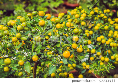 Close up Vibrant orange citrus fruits on a Kumquat tree in honor of the Vietnamese new year. Lunar new year flower market. Chinese New Year. Tet Close up Vibrant orange citrus fruits on a Kumquat tree in honor of the Vietnamese new year. Lunar new year flower market. Chinese New Year. Tet 92833511
