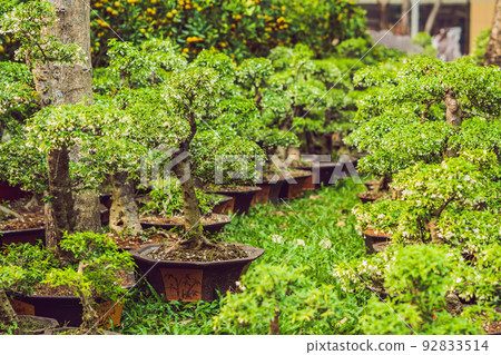 bonsai in honor of the Vietnamese new year. Lunar new year flower market. Chinese New Year. Tet bonsai in honor of the Vietnamese new year. Lunar new year flower market. Chinese New Year. Tet 92833514