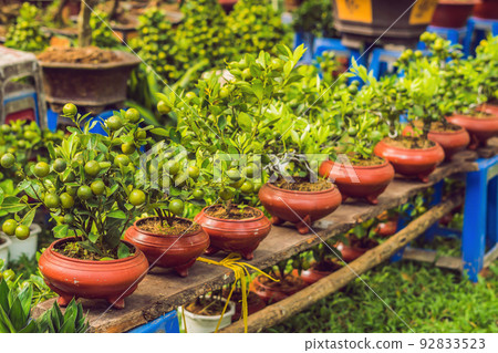 bonsai in honor of the Vietnamese new year. Lunar new year flower market. Chinese New Year. Tet bonsai in honor of the Vietnamese new year. Lunar new year flower market. Chinese New Year. Tet 92833523