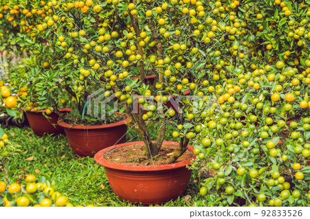 Close up Vibrant orange citrus fruits on a Kumquat tree in honor of the Vietnamese new year. Lunar new year flower market. Chinese New Year. Tet 92833526