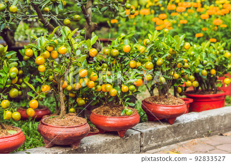 Close up Vibrant orange citrus fruits on a Kumquat tree in honor of the Vietnamese new year. Lunar new year flower market. Chinese New Year. Tet 92833527