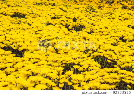 Yellow flowers in honor of the Vietnamese new year. Lunar new year flower market. Chinese New Year. Tet Yellow flowers in honor of the Vietnamese new year. Lunar new year flower market. Chinese New Year. Tet 92833530