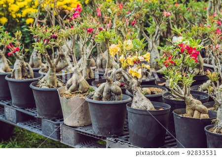 bonsai in honor of the Vietnamese new year. Lunar new year flower market. Chinese New Year. Tet bonsai in honor of the Vietnamese new year. Lunar new year flower market. Chinese New Year. Tet 92833531