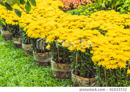 Yellow flowers in honor of the Vietnamese new year. Lunar new year flower market. Chinese New Year. Tet 92833532