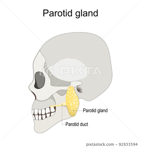 Humans skull with salivary gland and parotid duct. Humans skull with salivary gland and parotid duct. 92833594