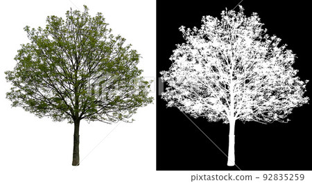 春季公園前葉樹的裁剪圖像和 alpha 通道 92835259