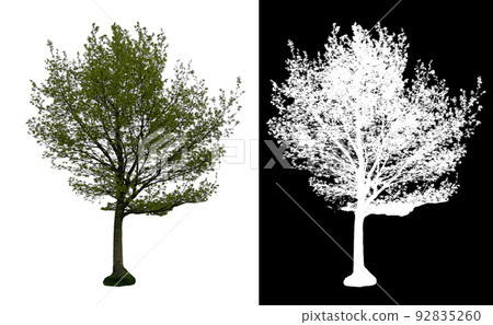 春季公園前葉樹的裁剪圖像和 alpha 通道 92835260
