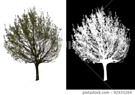 春季公園前葉樹的裁剪圖像和 alpha 通道 92835264