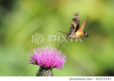 A kind of peacock in the sucking thistle flower A kind of peacock in the sucking thistle flower 92835391