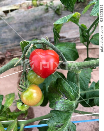heart mini tomato heart mini tomato 92835521