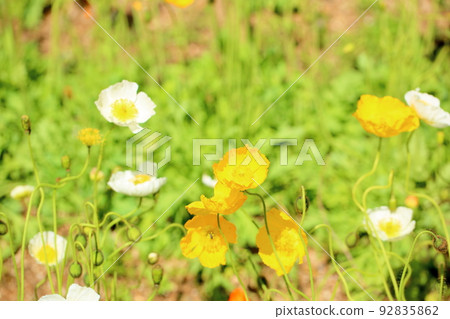 Iceland Poppy Flower 92835862
