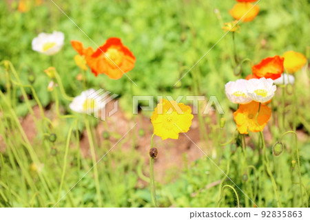 Iceland Poppy Flower 92835863