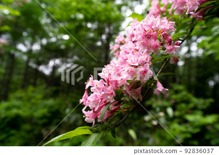 繡球花(繡球花) 繡球花(繡球花) 92836037