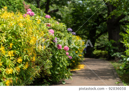 綠道上盛開的繡球花和粳屬 綠道上盛開的繡球花和粳屬 92836038