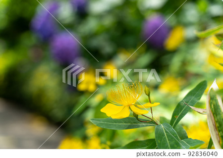 金蕨和繡球花 金蕨和繡球花 92836040