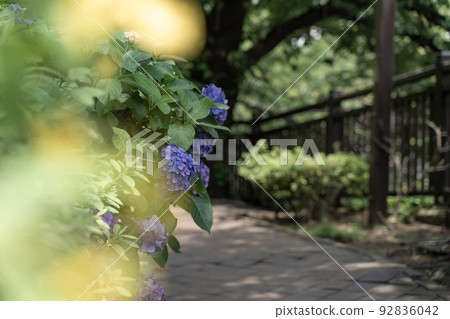 綠色道路和繡球花 綠色道路和繡球花 92836042
