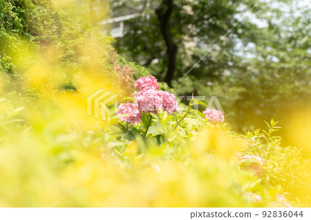 金蕨和繡球花 金蕨和繡球花 92836044