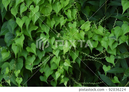 yam flowers and leaves yam flowers and leaves 92836224