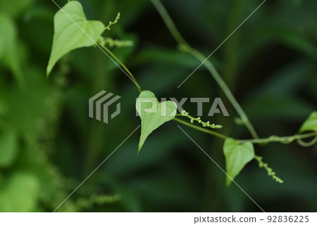 yam flowers and leaves yam flowers and leaves 92836225