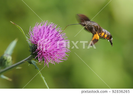 吮吸薊花的孔雀 92836265